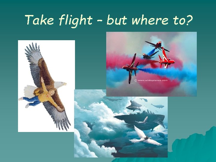 Take flight – but where to? Take flight – but where to?