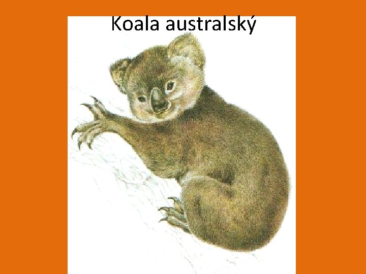 Koala australský 