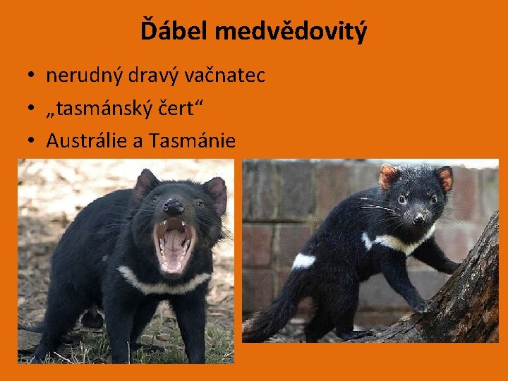 Ďábel medvědovitý • nerudný dravý vačnatec • „tasmánský čert“ • Austrálie a Tasmánie 