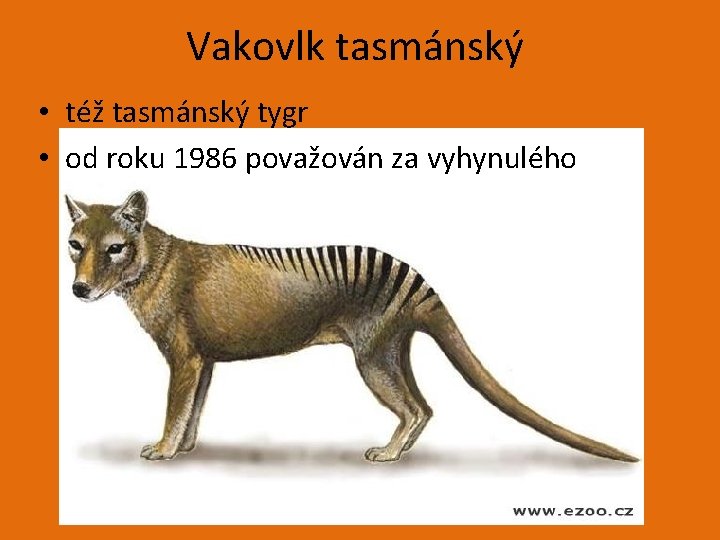 Vakovlk tasmánský • též tasmánský tygr • od roku 1986 považován za vyhynulého 