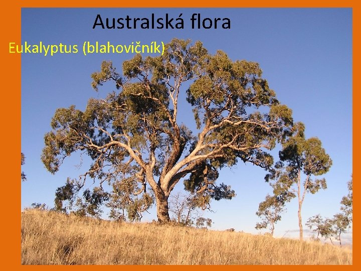 Australská flora Eukalyptus (blahovičník) 