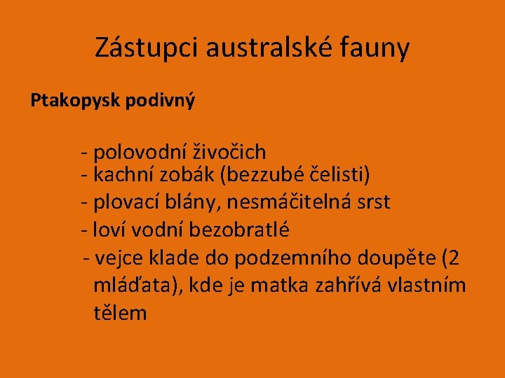 Zástupci australské fauny Ptakopysk podivný - polovodní živočich - kachní zobák (bezzubé čelisti) -