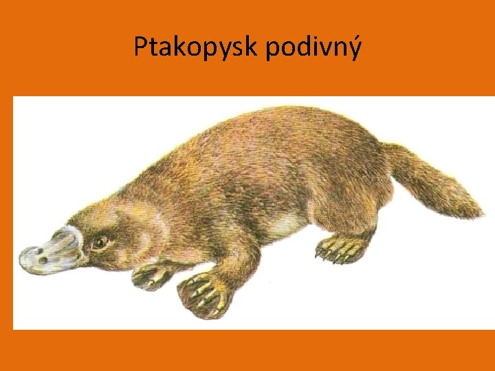 Ptakopysk podivný 