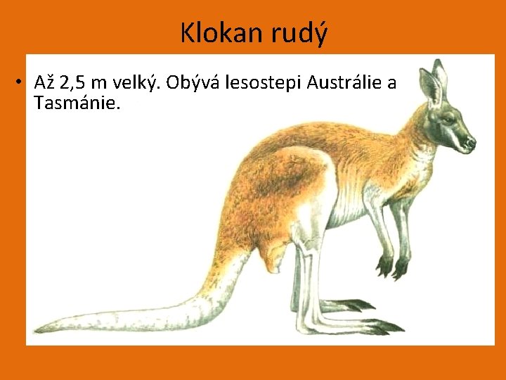 Klokan rudý • Až 2, 5 m velký. Obývá lesostepi Austrálie a Tasmánie. 