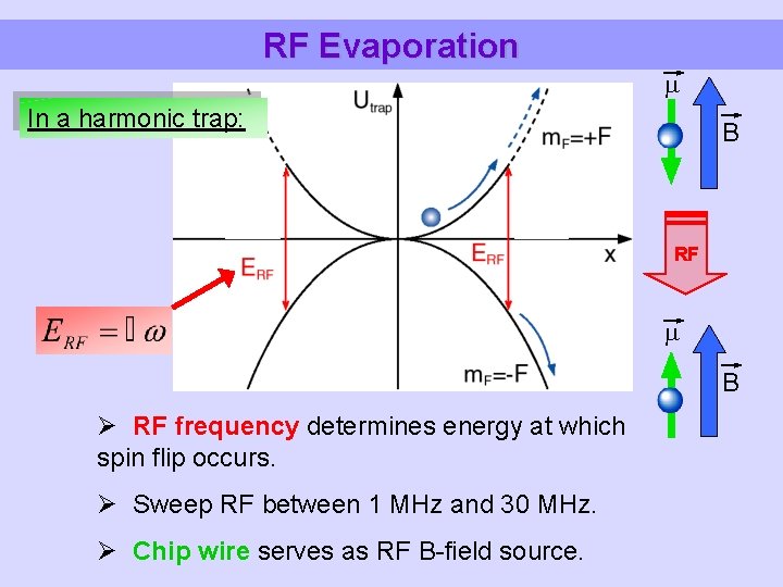 RF Evaporation In a harmonic trap: B RF B Ø RF frequency determines energy
