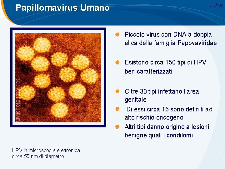 Il virus Papillomavirus Umano Piccolo virus con DNA a doppia elica della famiglia Papovaviridae Il virus Papillomavirus Umano Piccolo virus con DNA a doppia elica della famiglia Papovaviridae