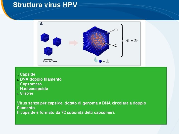 Struttura virus HPV Capside 2. DNA doppio filamento 3. Capsomero 4. Nucleocapside 5. Virione Struttura virus HPV Capside 2. DNA doppio filamento 3. Capsomero 4. Nucleocapside 5. Virione