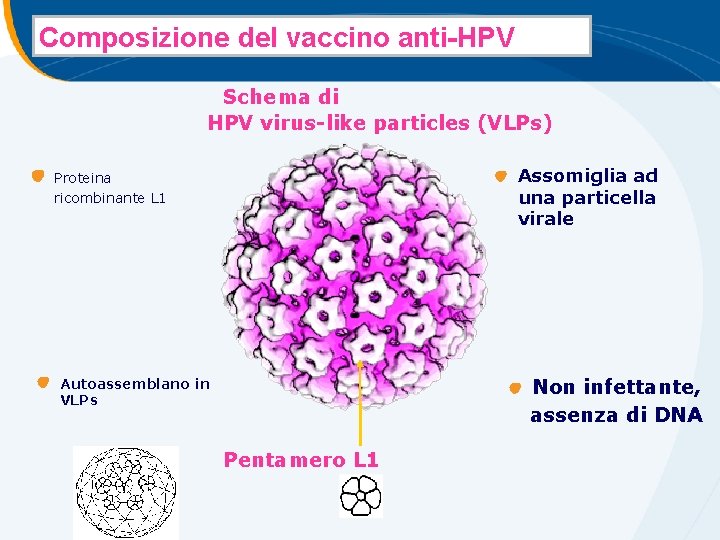 Composizione del vaccino anti-HPV Schema di HPV virus-like particles (VLPs) Assomiglia ad una particella Composizione del vaccino anti-HPV Schema di HPV virus-like particles (VLPs) Assomiglia ad una particella