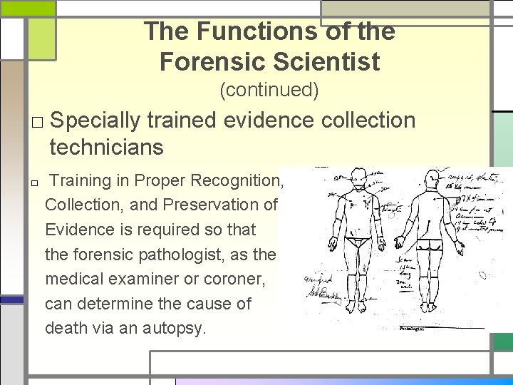 The Functions of the Forensic Scientist (continued) □ Specially trained evidence collection technicians □