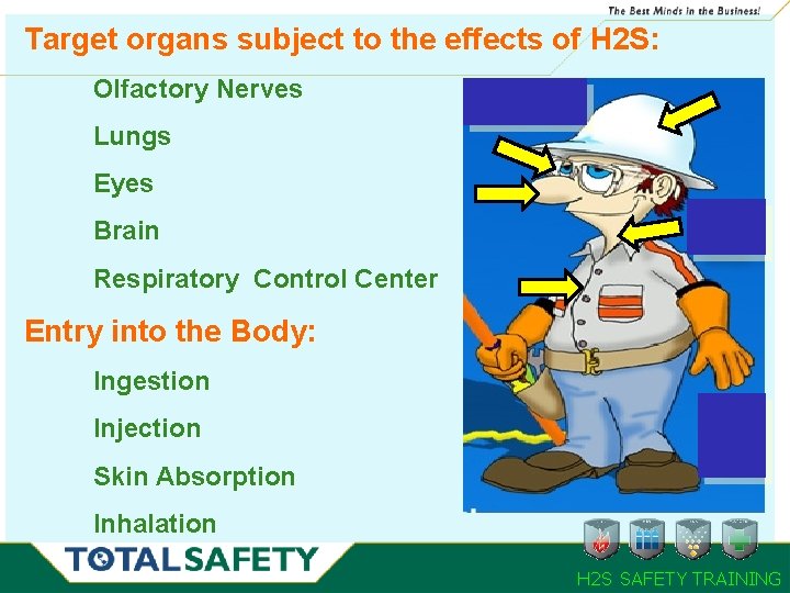 Target organs subject to the effects of H 2 S: Olfactory Nerves Lungs Eyes Target organs subject to the effects of H 2 S: Olfactory Nerves Lungs Eyes