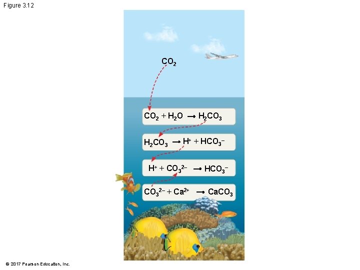 Figure 3. 12 CO 2 + H 2 O H 2 CO 3 H+