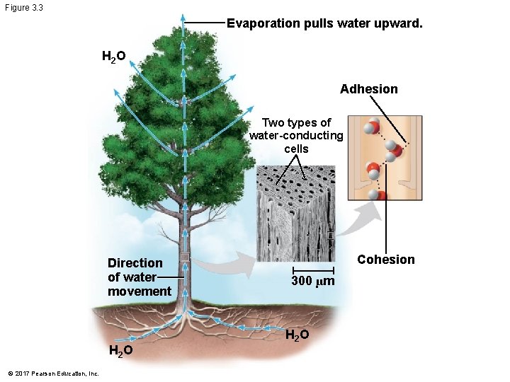 Figure 3. 3 Evaporation pulls water upward. H 2 O Adhesion Two types of