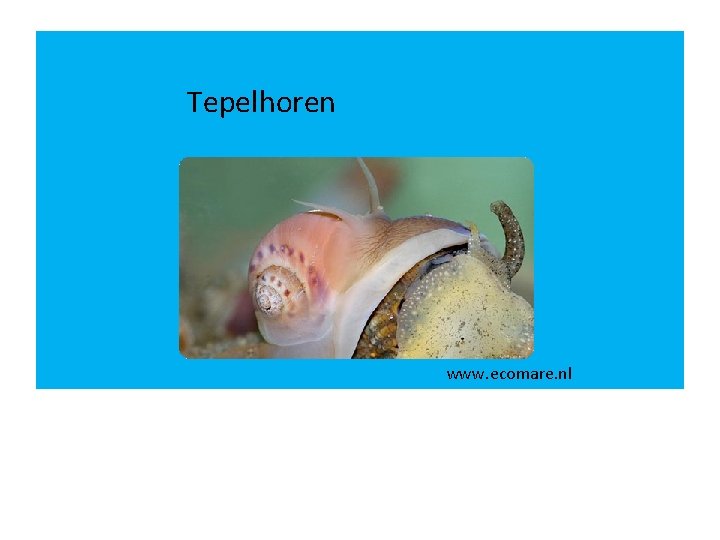 Tepelhoren www. ecomare. nl 