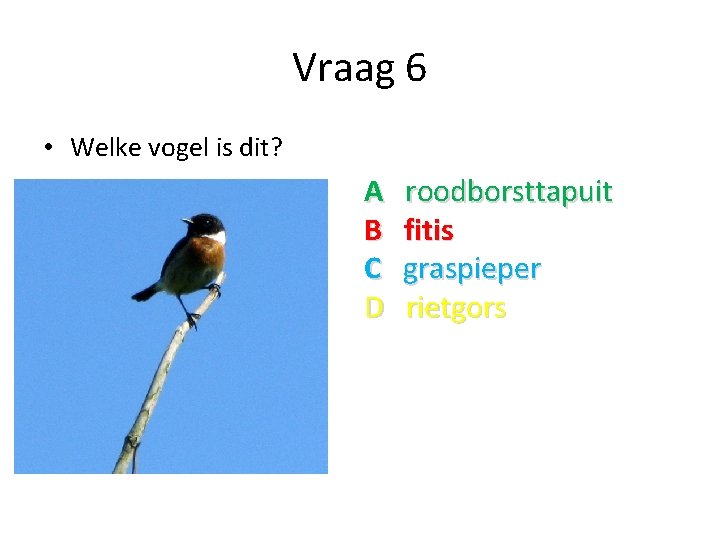 Vraag 6 • Welke vogel is dit? A B C D roodborsttapuit fitis graspieper