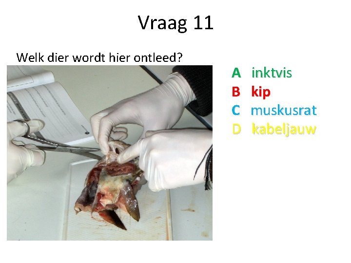 Vraag 11 Welk dier wordt hier ontleed? A B C D inktvis kip muskusrat