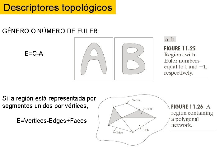 Descriptores topológicos GÉNERO O NÚMERO DE EULER: E=C-A Si la región está representada por Descriptores topológicos GÉNERO O NÚMERO DE EULER: E=C-A Si la región está representada por