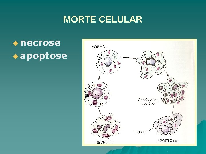 MORTE CELULAR u necrose u apoptose 