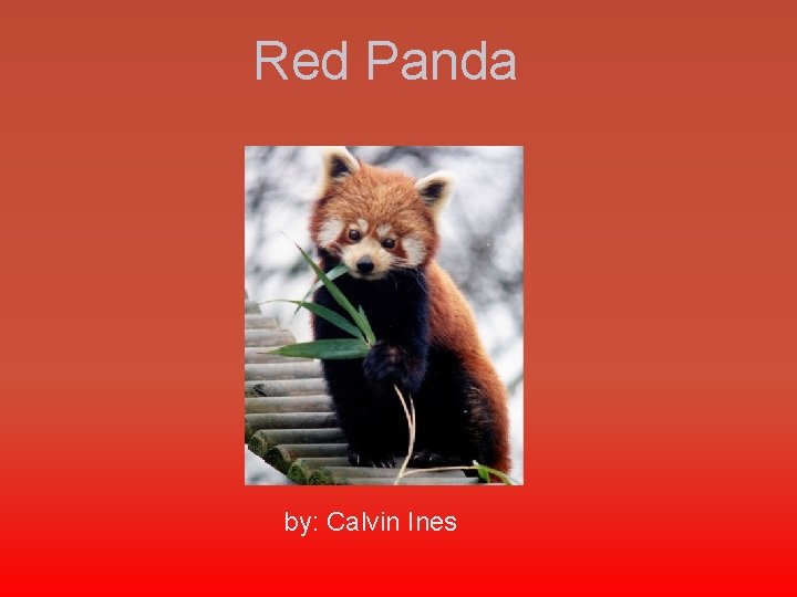 Red Panda by: Calvin Ines 