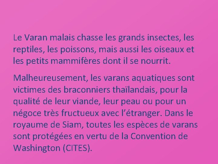 Le Varan malais chasse les grands insectes, les reptiles, les poissons, mais aussi les