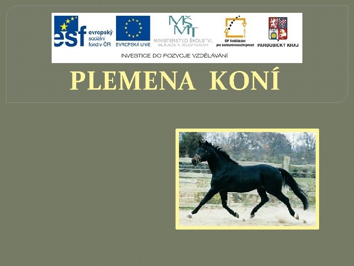 PLEMENA KONÍ 