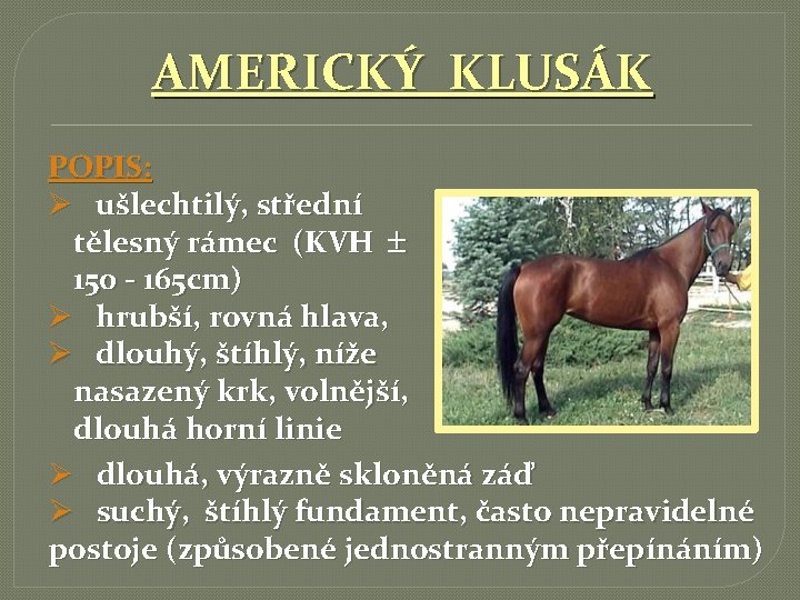 AMERICKÝ KLUSÁK POPIS: Ø ušlechtilý, střední tělesný rámec (KVH 150 - 165 cm) Ø