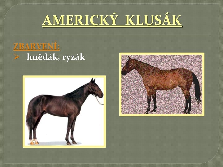 AMERICKÝ KLUSÁK ZBARVENÍ: Ø hnědák, ryzák 