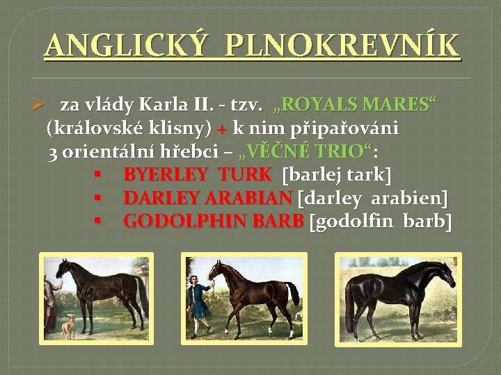 ANGLICKÝ PLNOKREVNÍK Ø za vlády Karla II. - tzv. „ROYALS MARES“ (královské klisny) +