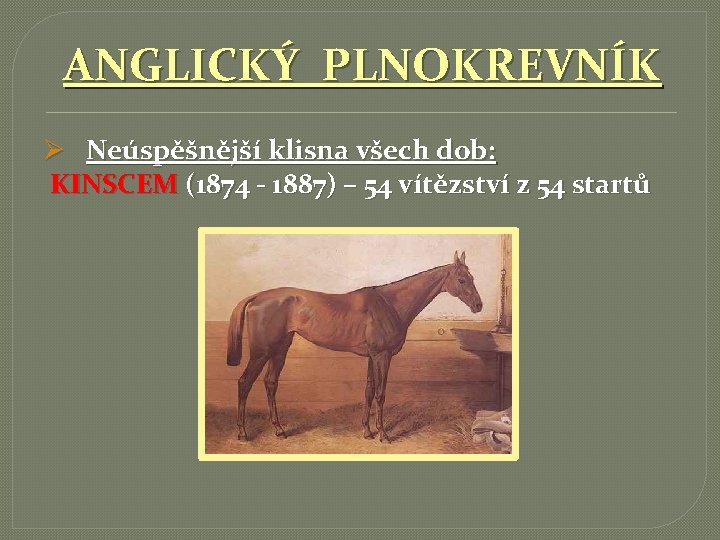 ANGLICKÝ PLNOKREVNÍK Ø Neúspěšnější klisna všech dob: KINSCEM (1874 - 1887) – 54 vítězství