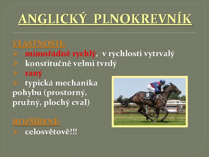 ANGLICKÝ PLNOKREVNÍK VLASTNOSTI: Ø mimořádně rychlý, v rychlosti vytrvalý Ø konstitučně velmi tvrdý Ø