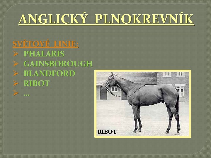 ANGLICKÝ PLNOKREVNÍK SVĚTOVÉ LINIE: Ø PHALARIS Ø GAINSBOROUGH Ø BLANDFORD Ø RIBOT Ø …