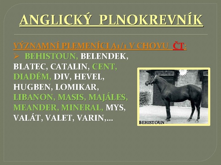 ANGLICKÝ PLNOKREVNÍK VÝZNAMNÍ PLEMENÍCI A 1/1 V CHOVU ČT: Ø BEHISTOUN, BELENDEK, BLATEC, CATALIN,