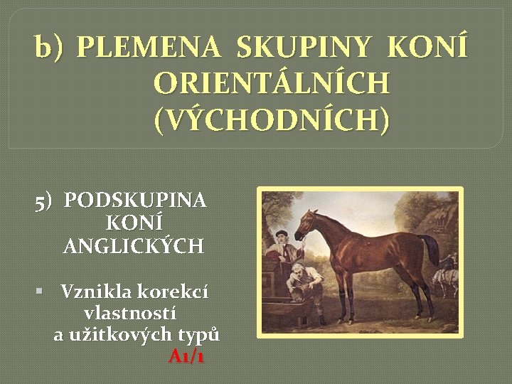 b) PLEMENA SKUPINY KONÍ ORIENTÁLNÍCH (VÝCHODNÍCH) 5) PODSKUPINA KONÍ ANGLICKÝCH § Vznikla korekcí vlastností