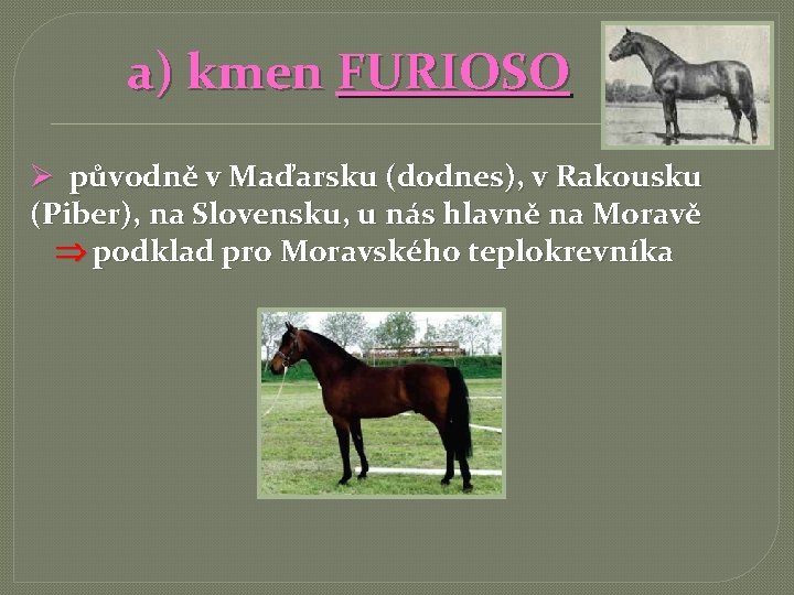 a) kmen FURIOSO Ø původně v Maďarsku (dodnes), v Rakousku (Piber), na Slovensku, u