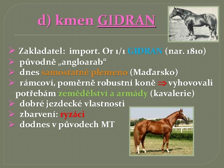 d) kmen GIDRAN Ø Zakladatel: import. Or 1/1 GIDRAN (nar. 1810) Ø původně „angloarab“