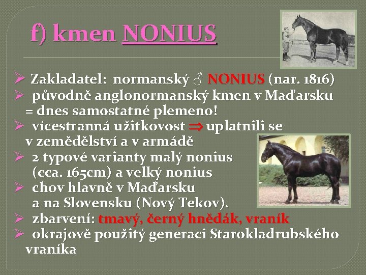  f) kmen NONIUS Ø Zakladatel: normanský ♂ NONIUS (nar. 1816) Ø původně anglonormanský