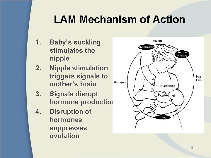 LAM Mechanism of Action 1. 2. 3. 4. Baby’s suckling stimulates the nipple Nipple