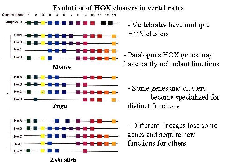 Evolution of HOX clusters in vertebrates - Vertebrates have multiple HOX clusters - Paralogous
