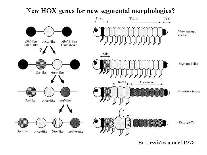 New HOX genes for new segmental morphologies? Ed Lewis'es model 1978 