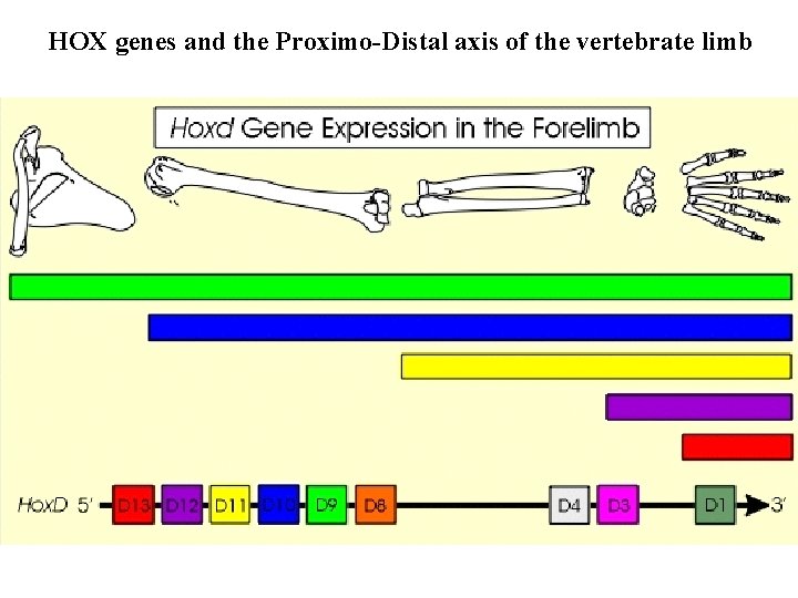 HOX genes and the Proximo-Distal axis of the vertebrate limb 