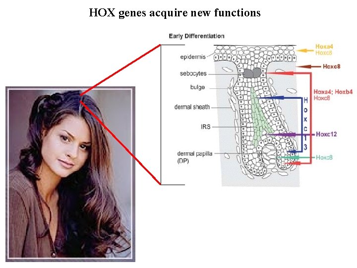 HOX genes acquire new functions 