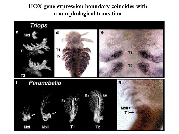 HOX gene expression boundary coincides with a morphological transition 