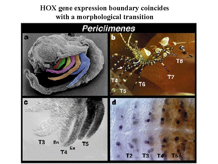 HOX gene expression boundary coincides with a morphological transition 