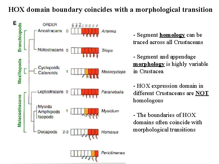 HOX domain boundary coincides with a morphological transition - Segment homology can be traced