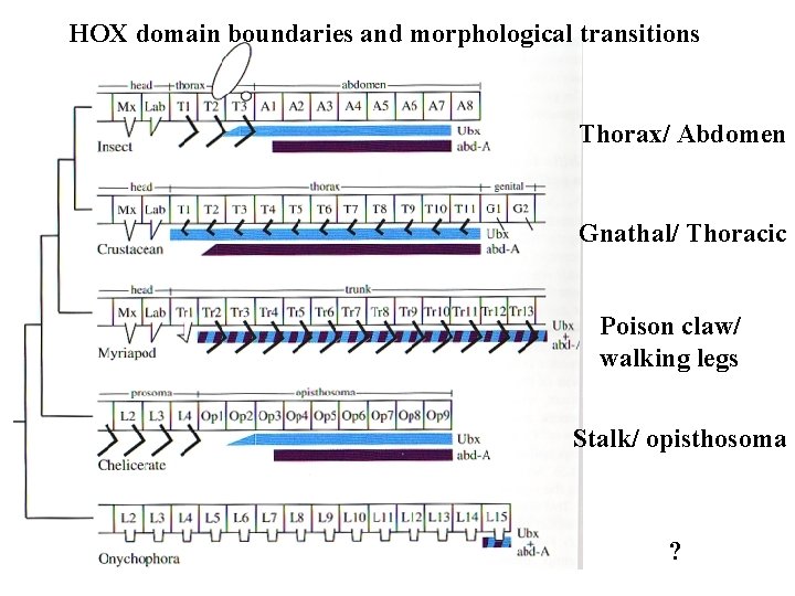 HOX domain boundaries and morphological transitions Thorax/ Abdomen Gnathal/ Thoracic Poison claw/ walking legs