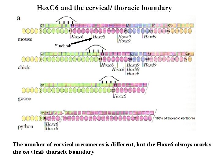 Hox. C 6 and the cervical/ thoracic boundary Hindlimb The number of cervical metameres