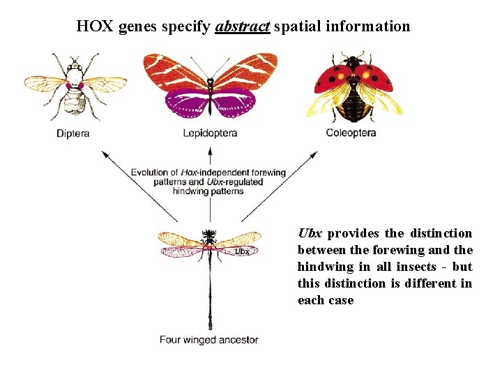 HOX genes specify abstract spatial information Ubx provides the distinction between the forewing and
