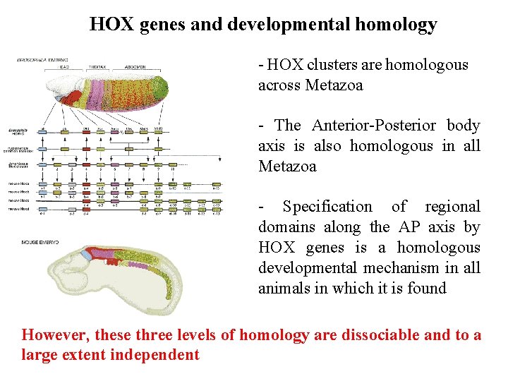HOX genes and developmental homology - HOX clusters are homologous across Metazoa - The