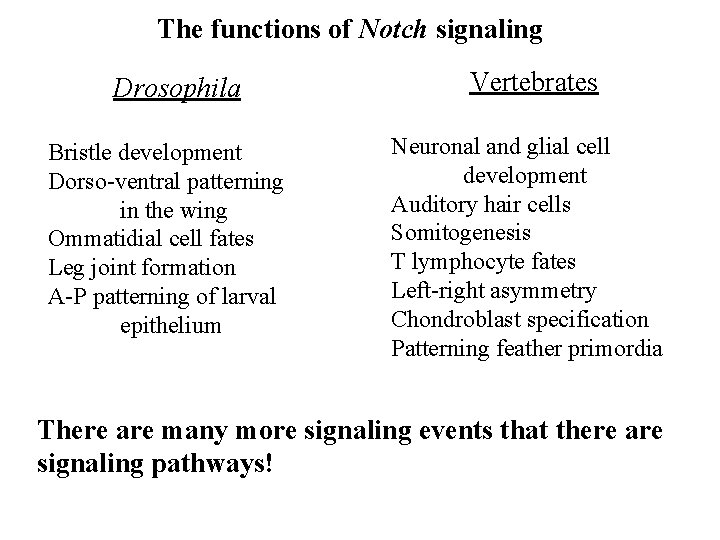 The functions of Notch signaling Drosophila Bristle development Dorso-ventral patterning in the wing Ommatidial