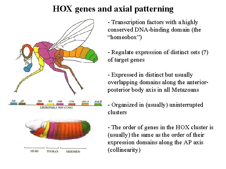 HOX genes and axial patterning - Transcription factors with a highly conserved DNA-binding domain