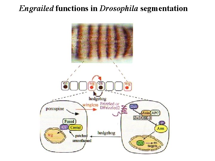 Engrailed functions in Drosophila segmentation 